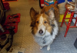 And Cody is always ready to help.